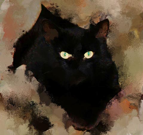 "Provence cat
      "