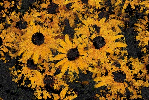 "Wildflowers"