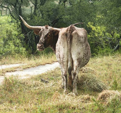 "Longhorn"
