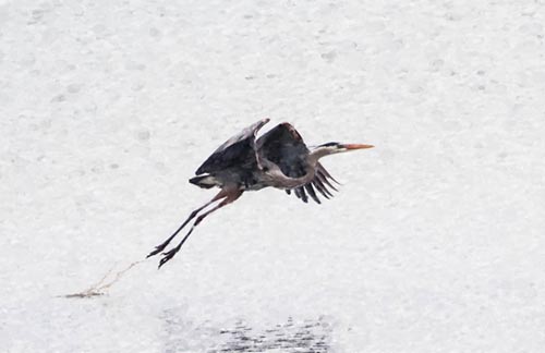 "Rockport Heron"