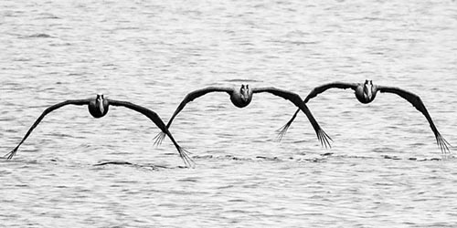 "Three Pelicans"